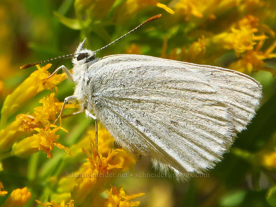 female ruddy copper butterfly on yellow rabbitbrush (Lycaena rubidus (Tharsalea rubidus), Chrysothamnus viscidiflorus (Ericameria viscidiflora)) [Lily Lake Campground, Steens Mountain, Harney County, Oregon]