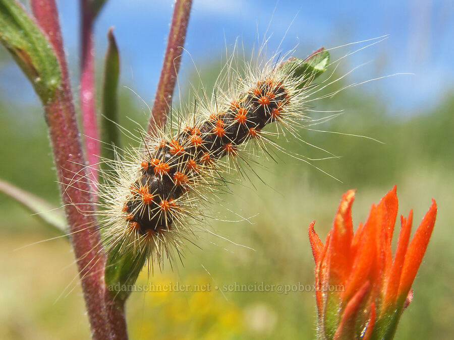 lupine dagger moth caterpillar on Peck's paintbrush (Acronicta lupini, Castilleja peckiana) [Lily Lake Campground, Steens Mountain, Harney County, Oregon]