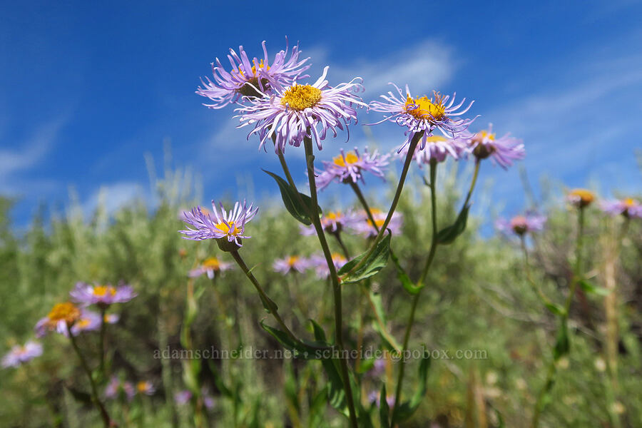 showy fleabane (Erigeron speciosus) [Lily Lake Campground, Steens Mountain, Harney County, Oregon]