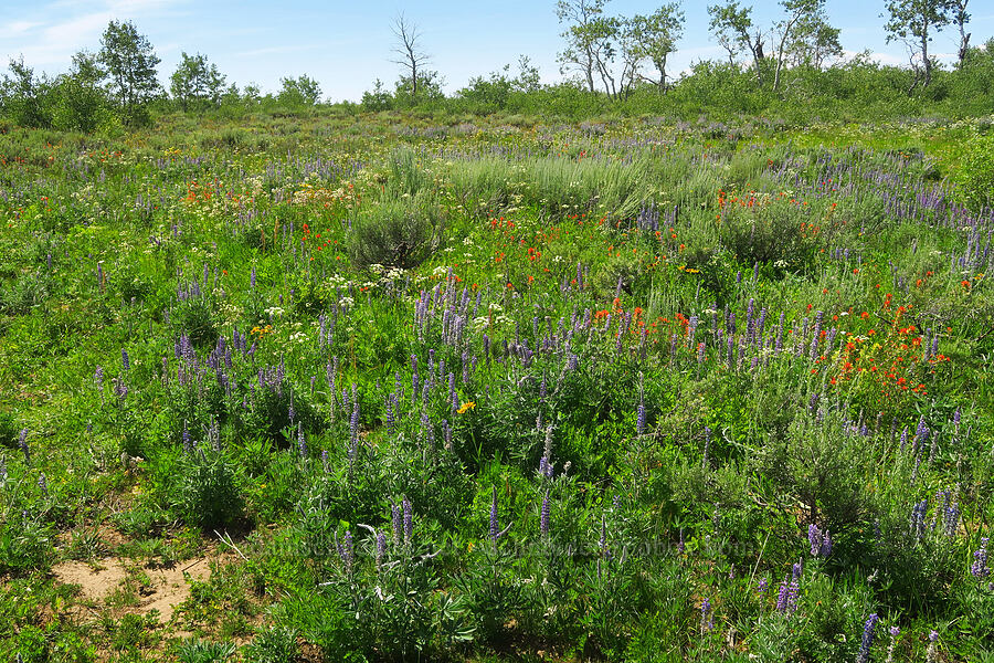 wildflowers [Moon Hill Road, Steens Mountain, Harney County, Oregon]