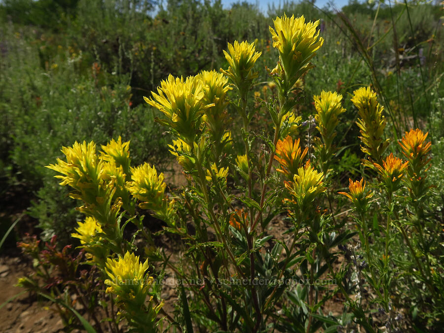 yellow and orange wavy-leaf paintbrush (Castilleja applegatei var. pinetorum) [Moon Hill Road, Steens Mountain, Harney County, Oregon]
