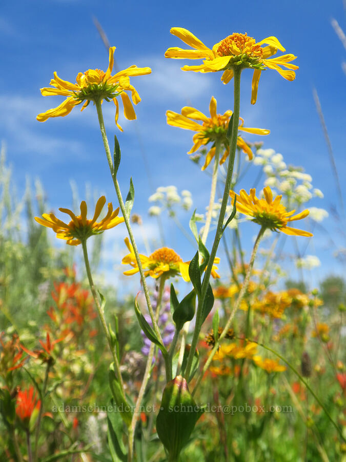 orange sneezeweed (owl's-claws) (Hymenoxys hoopesii) [Moon Hill Road, Steens Mountain, Harney County, Oregon]