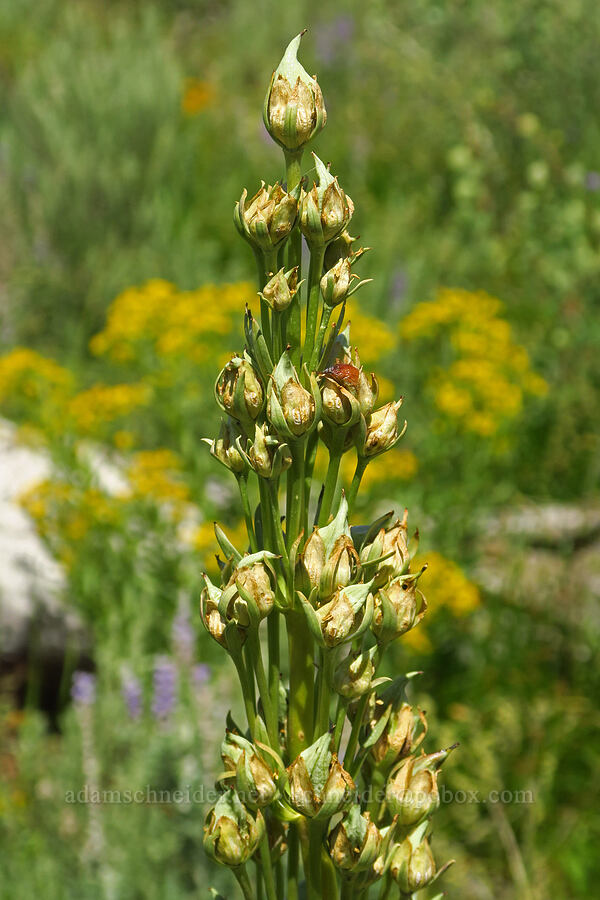 monument plant, going to seed (Frasera speciosa) [Moon Hill Road, Steens Mountain, Harney County, Oregon]