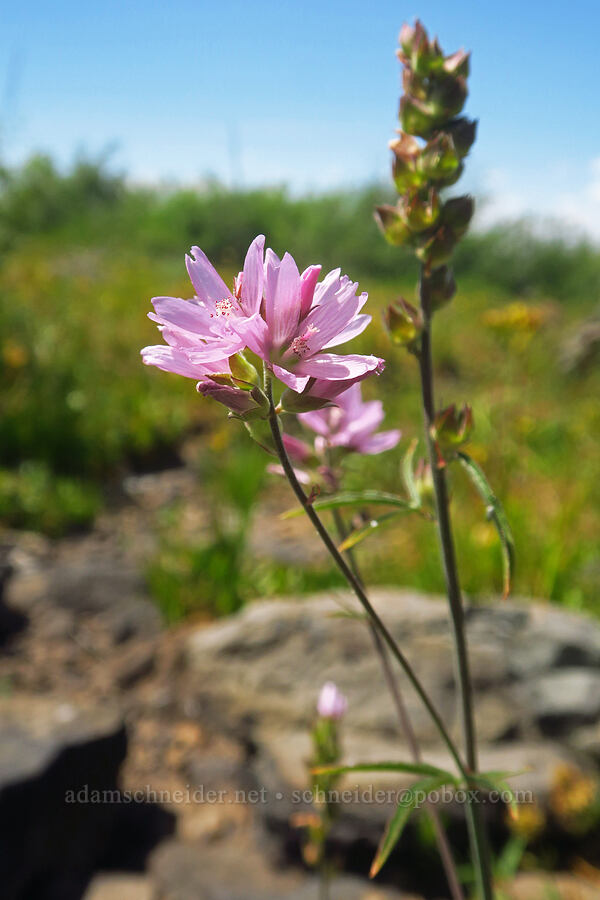 Oregon checker-mallow (Sidalcea oregana) [Fish Lake Campground, Steens Mountain, Harney County, Oregon]