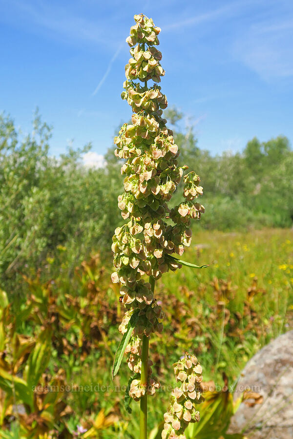 western dock (Rumex occidentalis (Rumex aquaticus var. fenestratus)) [Fish Lake Campground, Steens Mountain, Harney County, Oregon]