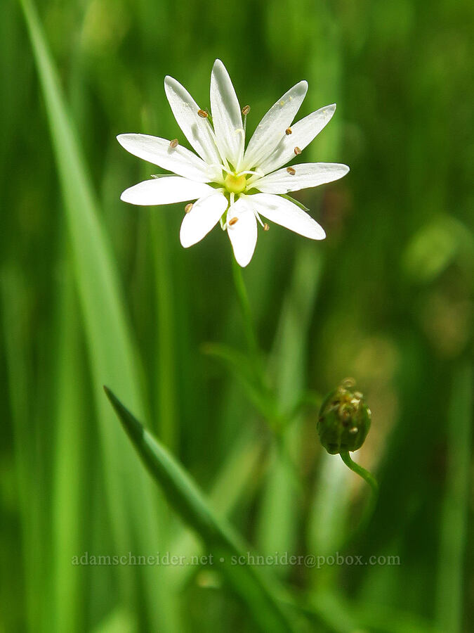 long-stalk starwort (Stellaria longifolia) [Fish Lake Campground, Steens Mountain, Harney County, Oregon]