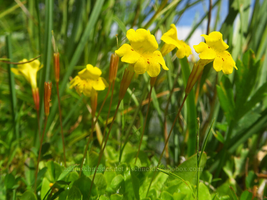 primrose monkeyflower (Erythranthe primuloides (Mimulus primuloides)) [Fish Lake Campground, Steens Mountain, Harney County, Oregon]