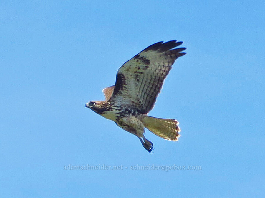 red-tailed hawk (Buteo jamaicensis) [Fish Lake Campground, Steens Mountain, Harney County, Oregon]