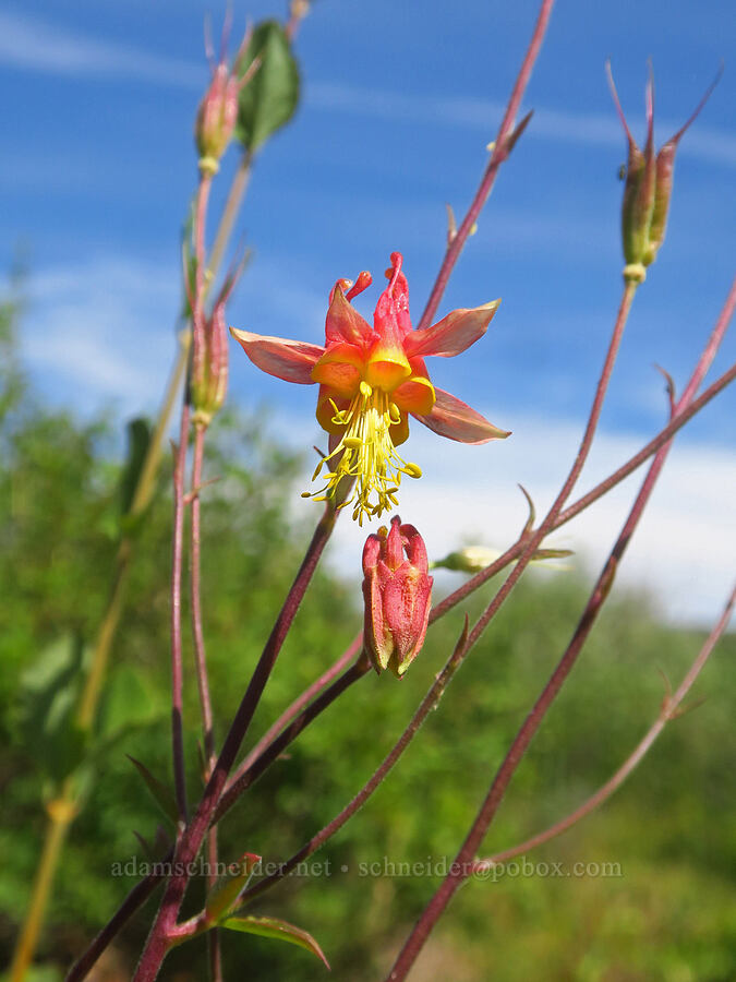 western columbine (Aquilegia formosa) [Fish Lake Campground, Steens Mountain, Harney County, Oregon]