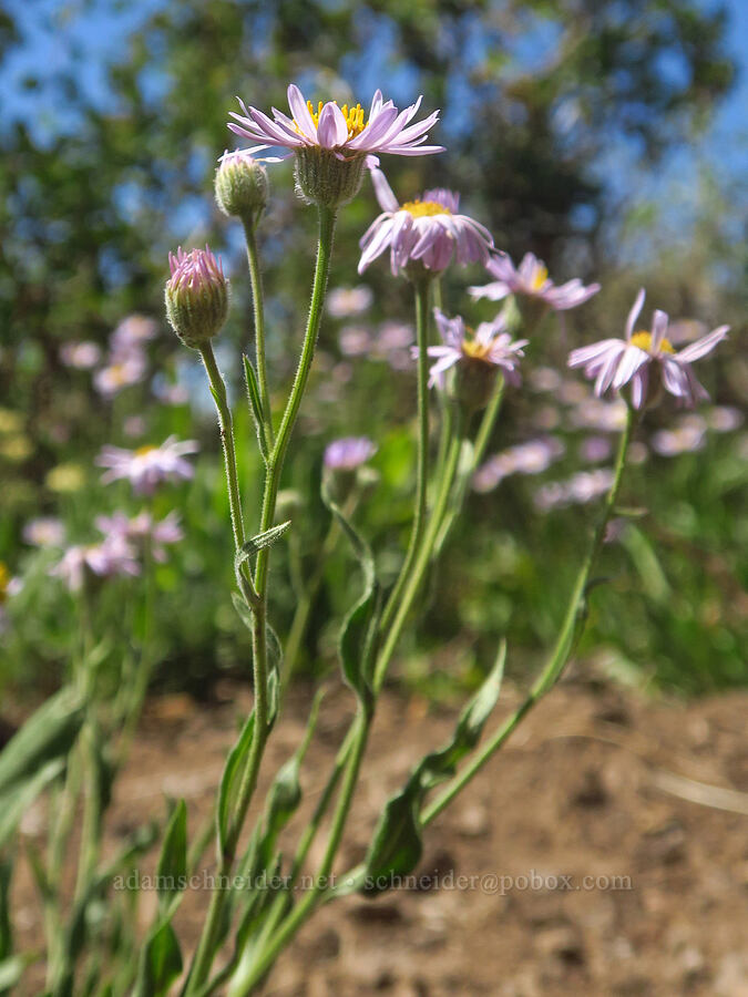 long-leaf fleabane (Erigeron corymbosus) [Fish Lake Campground, Steens Mountain, Harney County, Oregon]
