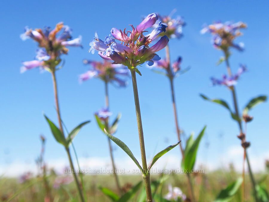 Rydberg's penstemon (Penstemon rydbergii) [Honeymoon Lake, Steens Mountain, Harney County, Oregon]