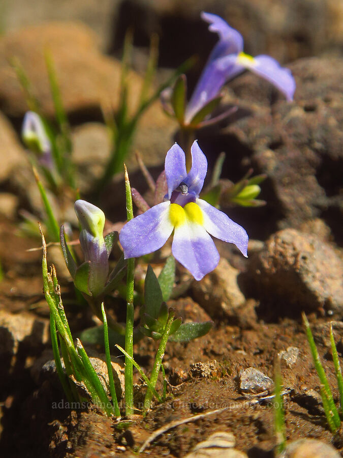 fleshy porterella (Porterella carnosula) [Honeymoon Lake, Steens Mountain, Harney County, Oregon]
