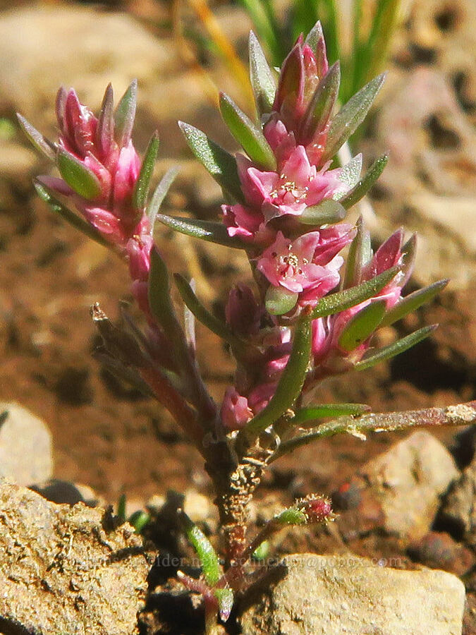 Kellogg's knotweed (Polygonum polygaloides ssp. kelloggii (Polygonum kelloggii)) [Honeymoon Lake, Steens Mountain, Harney County, Oregon]