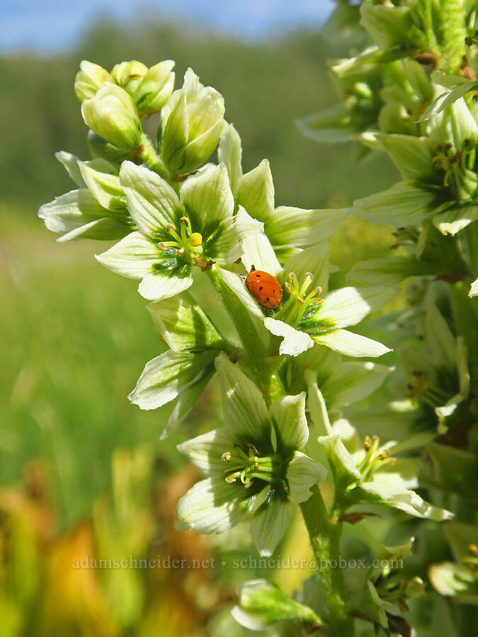 convergent ladybug on California corn lily (Hippodamia convergens, Veratrum californicum var. californicum) [Jackman Park Campground, Steens Mountain, Harney County, Oregon]