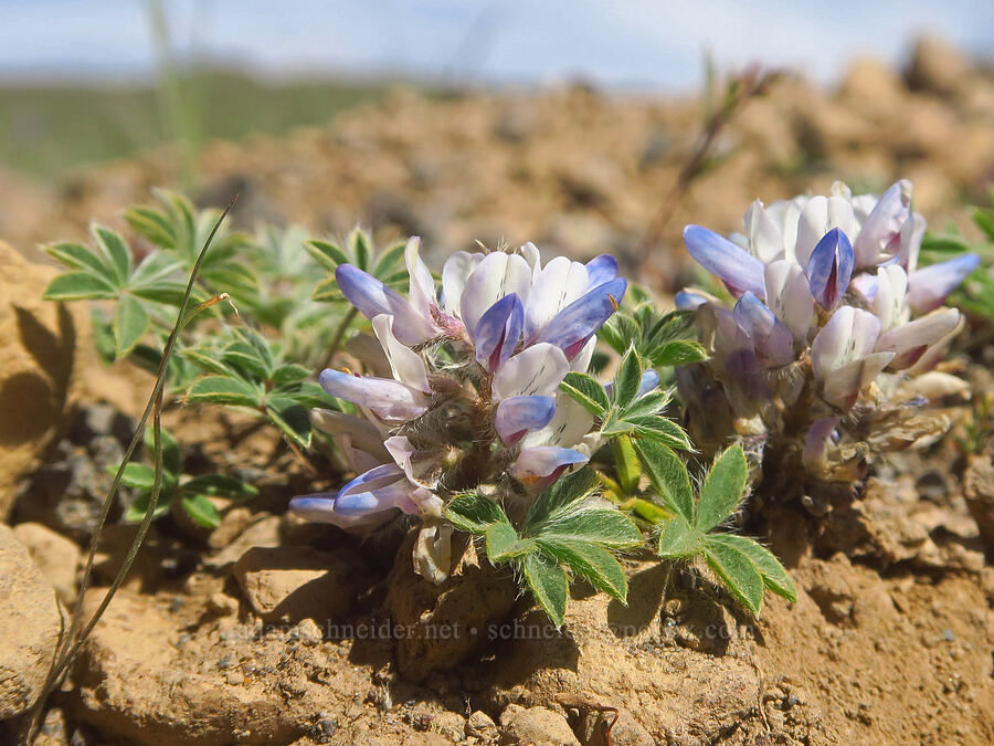 dwarf lupine (Lupinus lepidus var. lobbii) [North Loop Road, Steens Mountain, Harney County, Oregon]