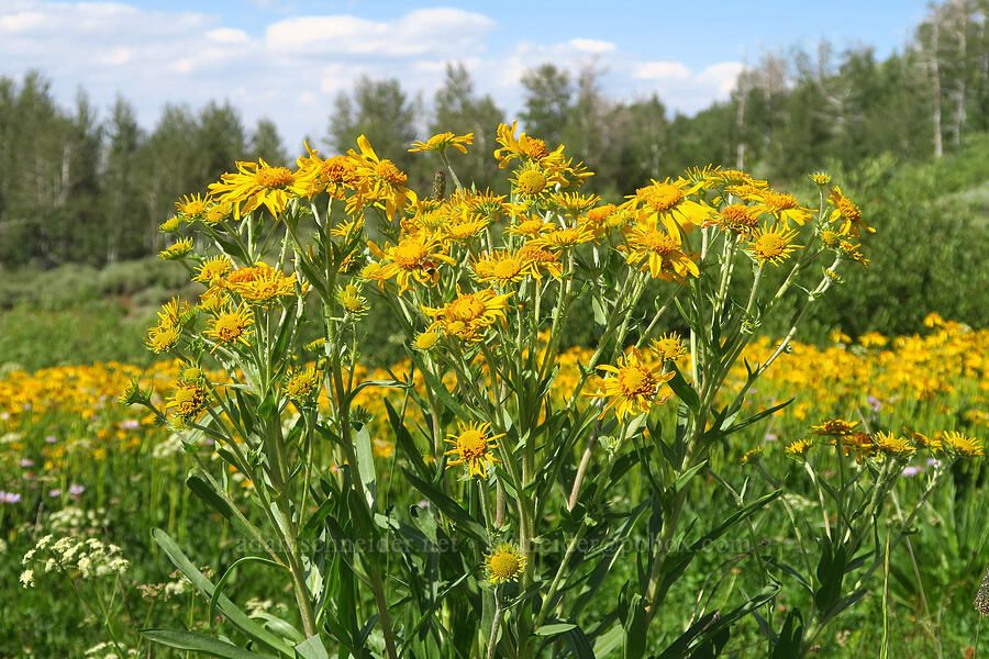 orange sneezeweed (owl's-claws) (Hymenoxys hoopesii) [North Loop Road, Steens Mountain, Harney County, Oregon]