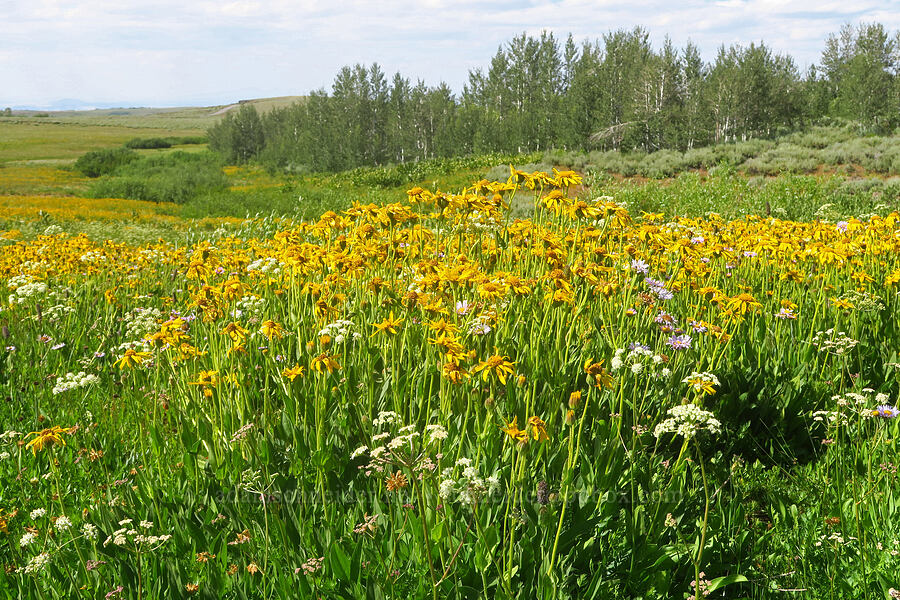 wildflowers [North Loop Road, Steens Mountain, Harney County, Oregon]