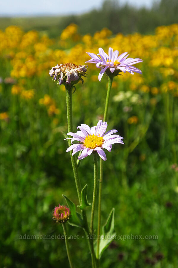 subalpine fleabane (Erigeron glacialis var. glacialis) [North Loop Road, Steens Mountain, Harney County, Oregon]