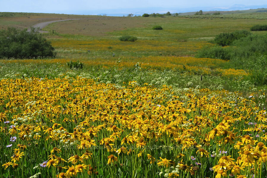 arnica (Arnica sp.) [North Loop Road, Steens Mountain, Harney County, Oregon]