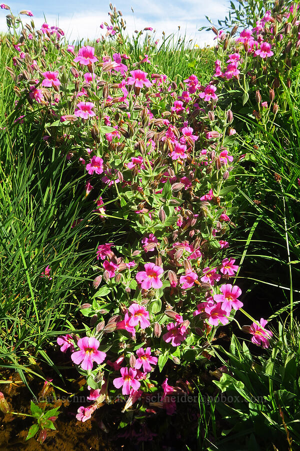 Lewis' monkeyflower (Erythranthe lewisii (Mimulus lewisii)) [North Loop Road, Steens Mountain, Harney County, Oregon]