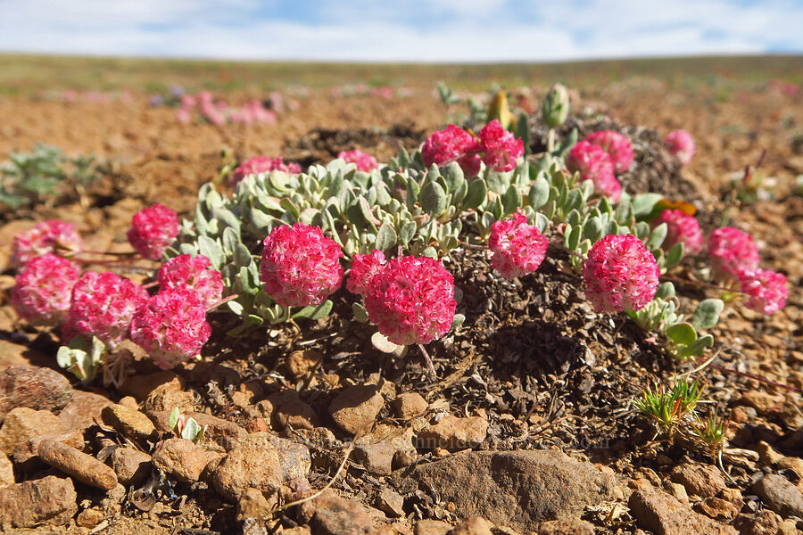Steens Mountain buckwheat (Eriogonum ovalifolium var. rubidum) [North Loop Road, Steens Mountain, Harney County, Oregon]