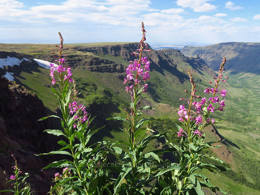 fireweed (Chamerion angustifolium (Epilobium angustifolium)) [Kiger Gorge Overlook, Steens Mountain, Harney County, Oregon]