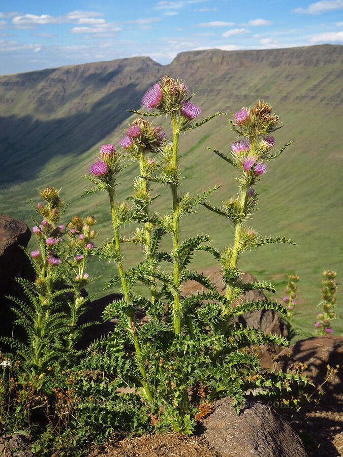 Steens Mountain thistle (Cirsium peckii (Cirsium eatonii var. peckii)) [Kiger Gorge Overlook, Steens Mountain, Harney County, Oregon]