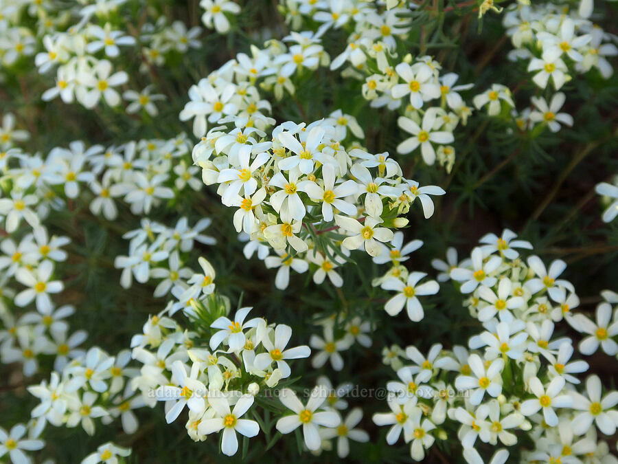 Nuttall's linanthus (Leptosiphon nuttallii (Linanthus nuttallii)) [Kiger Gorge Overlook, Steens Mountain, Harney County, Oregon]
