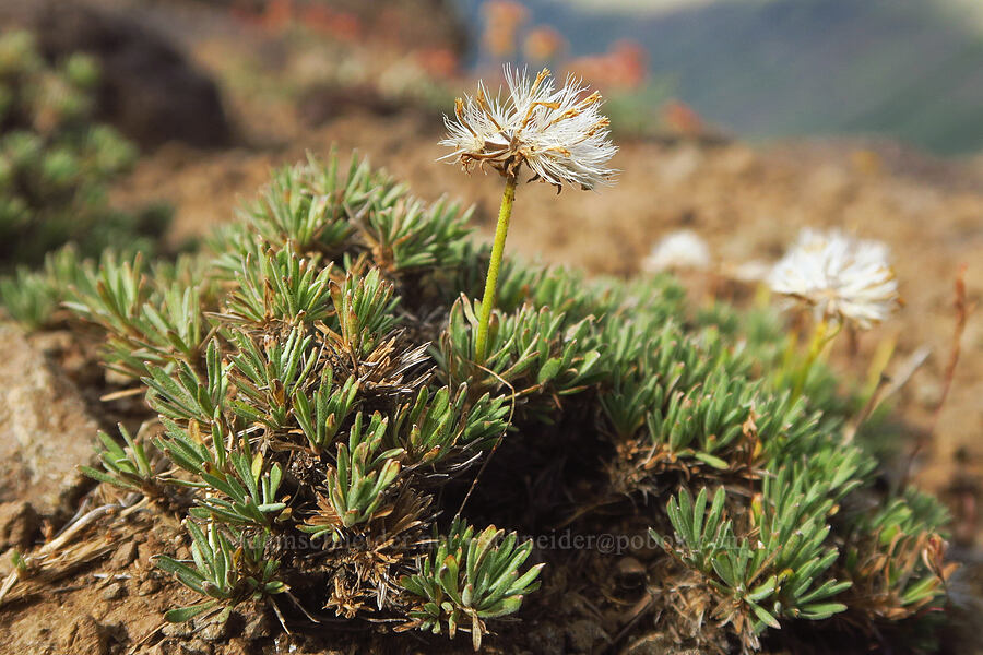narrow-leaf goldenweed, gone to seed (Nestotus stenophyllus (Haplopappus stenophyllus)) [Kiger Gorge Overlook, Steens Mountain, Harney County, Oregon]