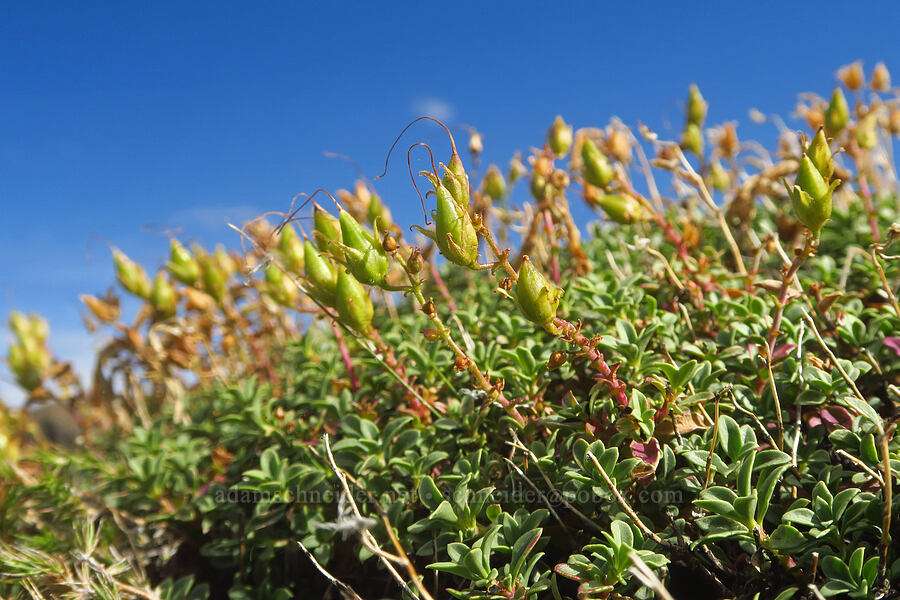timberline beard-tongue (Davidson's late penstemon), going to seed (Penstemon davidsonii var. praeteritus) [west rim of Kiger Gorge, Steens Mountain, Harney County, Oregon]