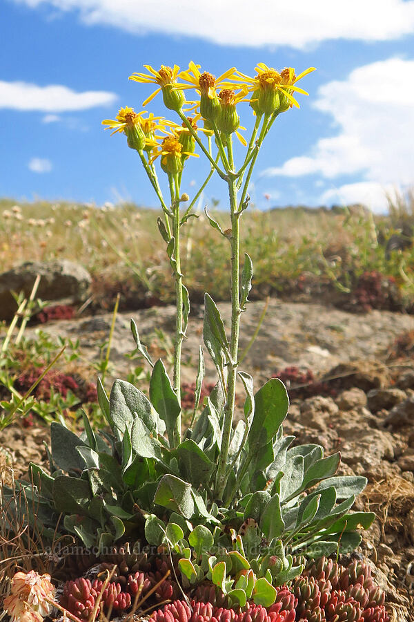 woolly groundsel (Packera cana (Senecio canus)) [west rim of Kiger Gorge, Steens Mountain, Harney County, Oregon]