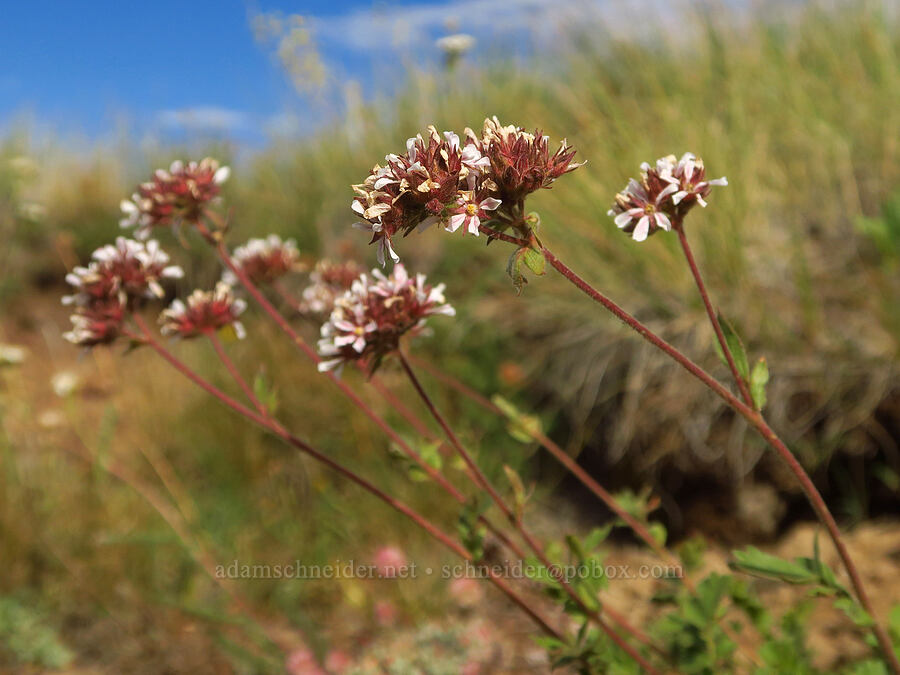 big-head horkelia (Horkelia fusca var. capitata) [west rim of Kiger Gorge, Steens Mountain, Harney County, Oregon]