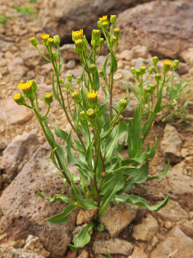 thick-leaf groundsel, budding (Senecio crassulus) [west rim of Kiger Gorge, Steens Mountain, Harney County, Oregon]
