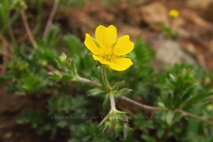 Steens Mountain cinquefoil (Potentilla versicolor) [west rim of Kiger Gorge, Steens Mountain, Harney County, Oregon]