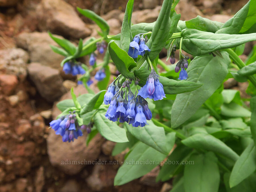 bluebells (Mertensia ciliata) [west rim of Kiger Gorge, Steens Mountain, Harney County, Oregon]
