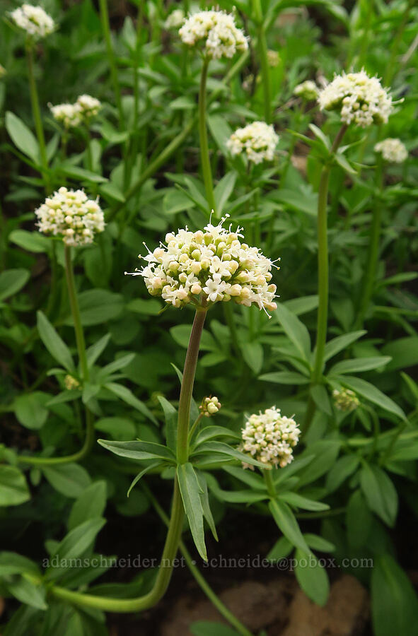 sharp-leaf valerian (Valeriana acutiloba) [west rim of Kiger Gorge, Steens Mountain, Harney County, Oregon]