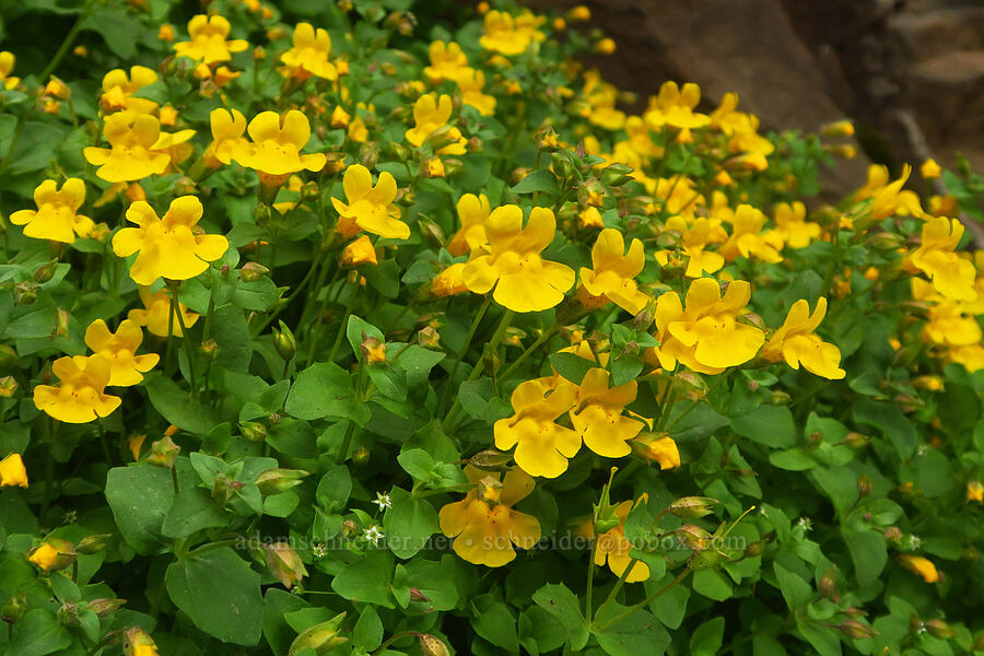 Tiling's monkeyflower (Erythranthe tilingii (Mimulus tilingii)) [west rim of Kiger Gorge, Steens Mountain, Harney County, Oregon]