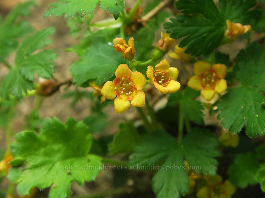 alpine prickly currant flowers (Ribes montigenum) [west rim of Kiger Gorge, Steens Mountain, Harney County, Oregon]