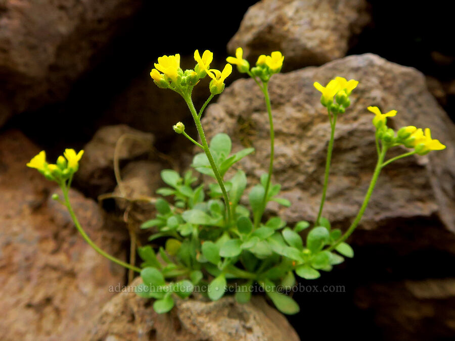 Steens Mountain draba (Cusick's whitlow-grass) (Draba cusickii) [west rim of Kiger Gorge, Steens Mountain, Harney County, Oregon]