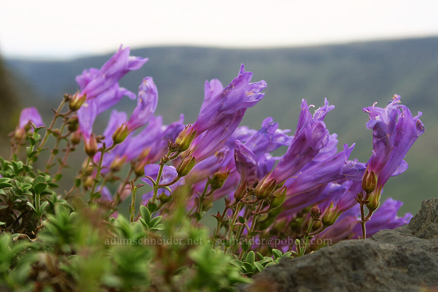 timberline beard-tongue (Davidson's late penstemon) (Penstemon davidsonii var. praeteritus) [west rim of Kiger Gorge, Steens Mountain, Harney County, Oregon]