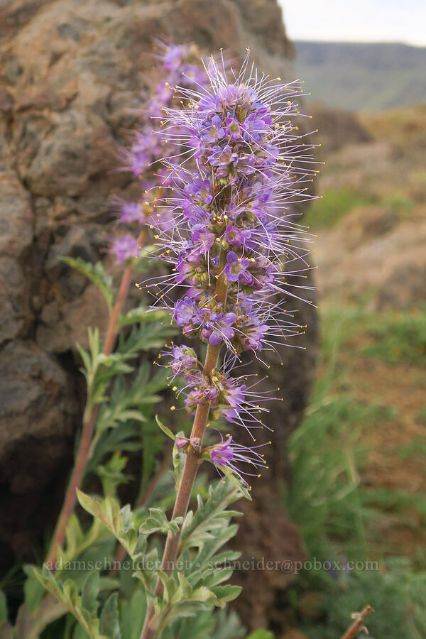 silky phacelia (Phacelia sericea) [west rim of Kiger Gorge, Steens Mountain, Harney County, Oregon]