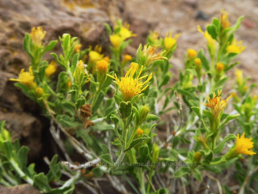 white-stem goldenbrush (Ericameria discoidea (Haplopappus macronema)) [west rim of Kiger Gorge, Steens Mountain, Harney County, Oregon]
