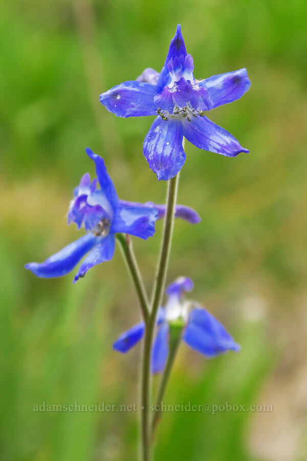 slim larkspur (Delphinium depauperatum) [west rim of Kiger Gorge, Steens Mountain, Harney County, Oregon]