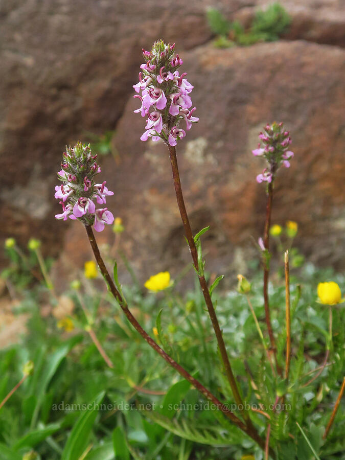 little elephant's-head lousewort (Pedicularis attollens) [west rim of Kiger Gorge, Steens Mountain, Harney County, Oregon]