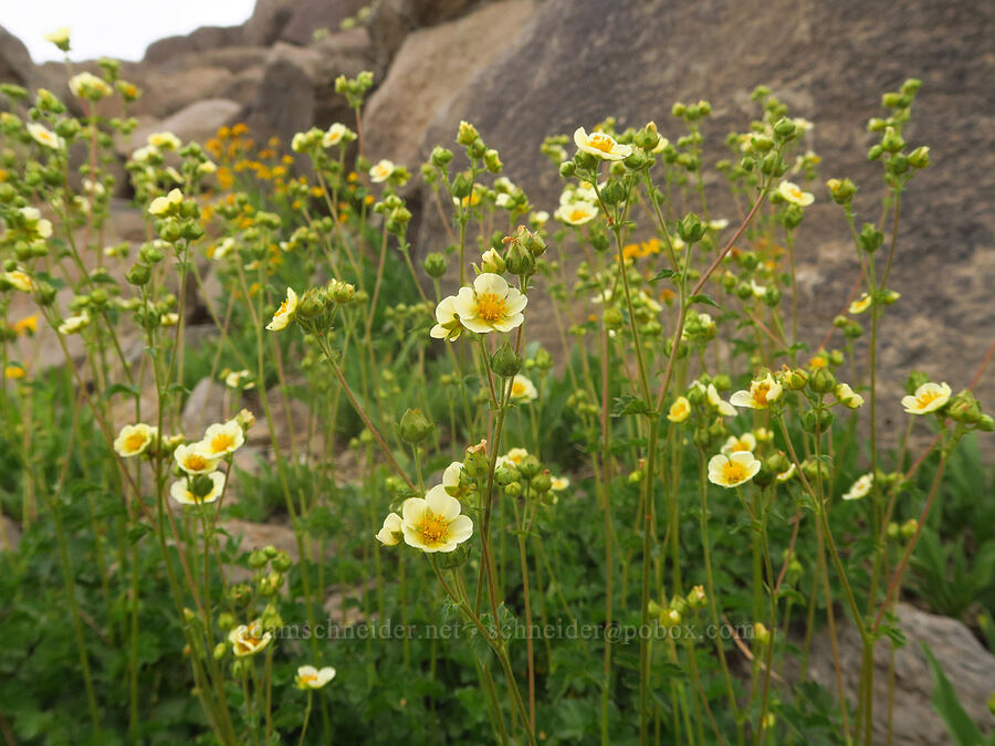 Nevada cinquefoil (Drymocallis lactea var. lactea (Potentilla glandulosa var. nevadensis)) [Kiger Gorge, Steens Mountain, Harney County, Oregon]