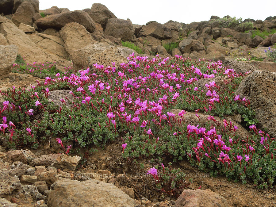 rock-fringe willow-herb (Epilobium obcordatum) [Kiger Gorge, Steens Mountain, Harney County, Oregon]