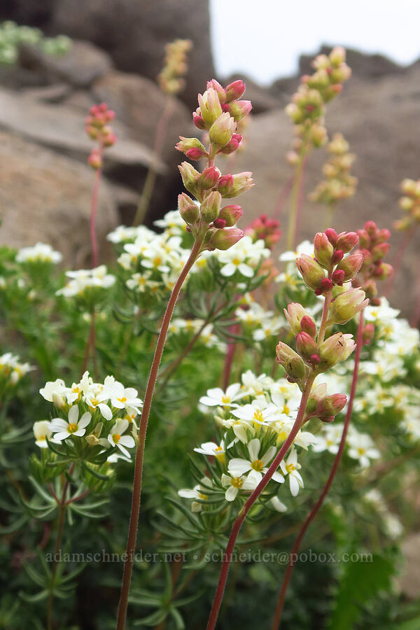 round-leaf alumroot & Nuttall's linanthus (Heuchera cylindrica, Leptosiphon nuttallii (Linanthus nuttallii)) [Kiger Gorge, Steens Mountain, Harney County, Oregon]
