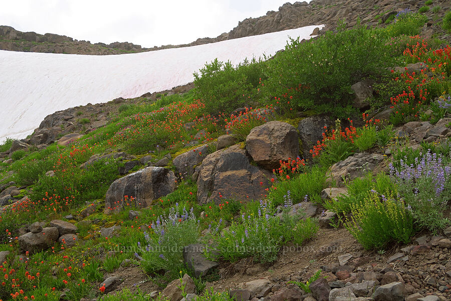 wildflowers (Lupinus sp., Castilleja miniata, Erigeron glacialis var. glacialis, Artemisia michauxiana, Arnica longifolia) [Kiger Gorge, Steens Mountain, Harney County, Oregon]