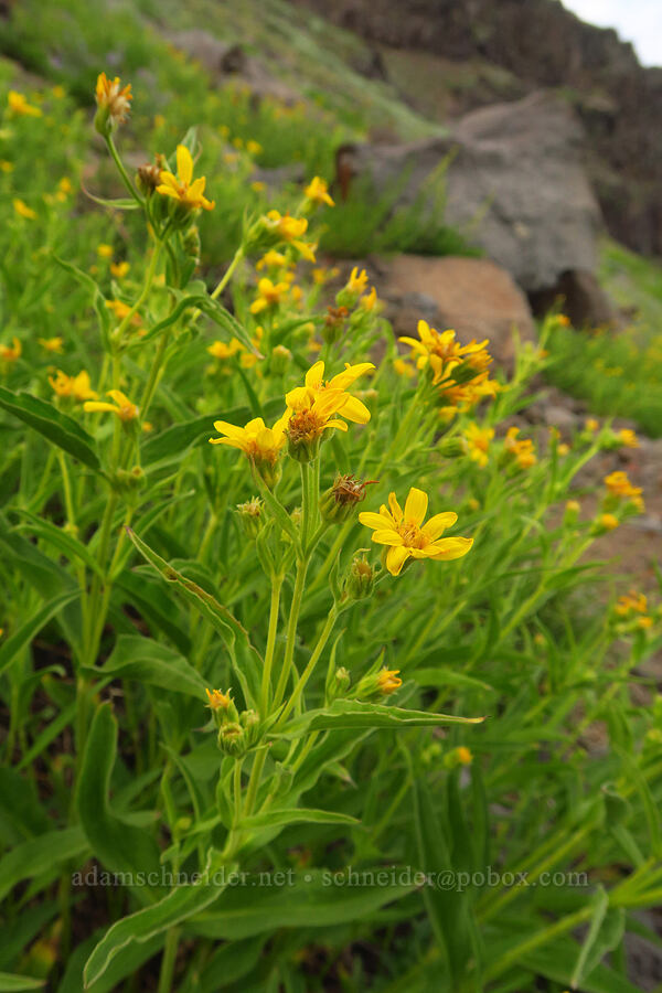 long-leaf arnica (Arnica longifolia) [Kiger Gorge, Steens Mountain, Harney County, Oregon]