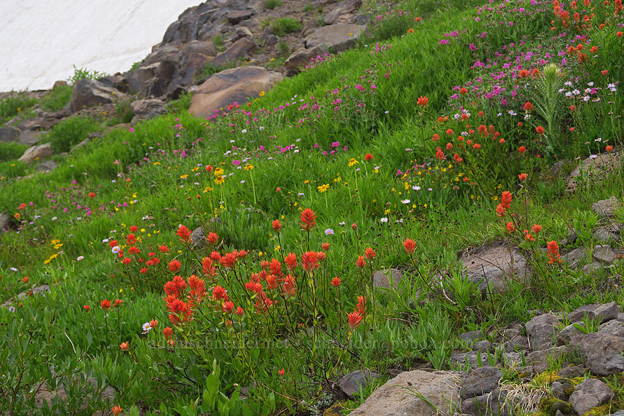 wildflowers (Castilleja miniata, Arnica sp., Erythranthe lewisii (Mimulus lewisii), Erigeron glacialis var. glacialis, Cirsium peckii (Cirsium eatonii var. peckii)) [Kiger Gorge, Steens Mountain, Harney County, Oregon]